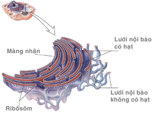Lý thuyết Sinh học 10 Bài 8 (Kết nối tri thức): Tế bào nhân thực (ảnh 7)