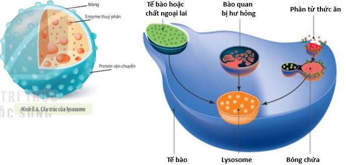Lý thuyết Sinh học 10 Bài 8 (Kết nối tri thức): Tế bào nhân thực (ảnh 9)