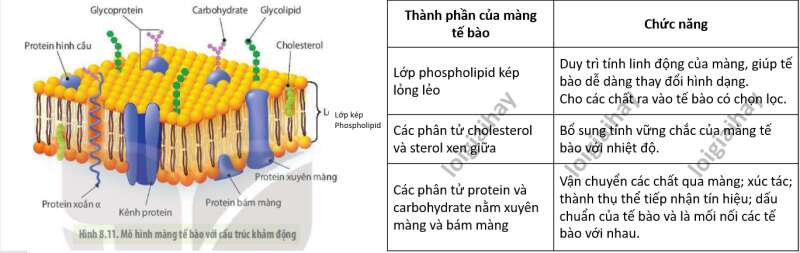 Lý thuyết Sinh học 10 Bài 8 (Cánh diều): Cấu trúc của tế bào nhân thực (ảnh 1)
