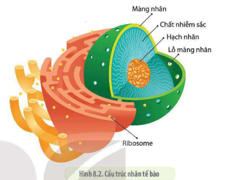 Lý thuyết Sinh học 10 Bài 9 (Chân trời sáng tạo): Tế bào nhân thực (ảnh 2)