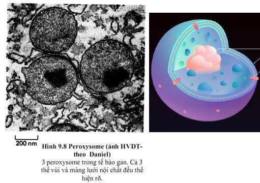 Lý thuyết Sinh học 10 Bài 8 (Kết nối tri thức): Tế bào nhân thực (ảnh 11)