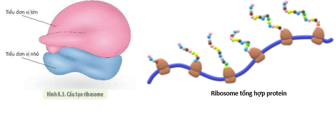 Lý thuyết Sinh học 10 Bài 8 (Cánh diều): Cấu trúc của tế bào nhân thực (ảnh 13)