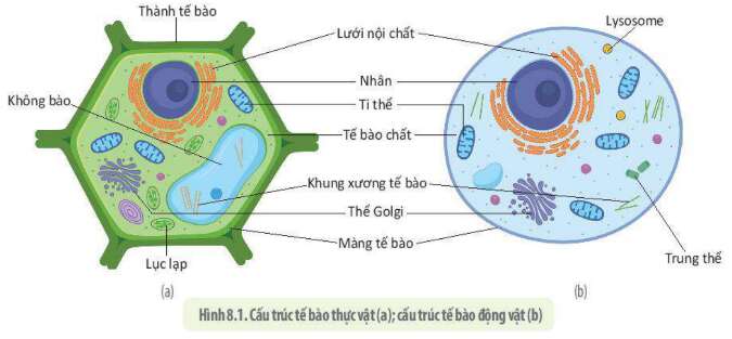Lý thuyết Sinh học 10 Bài 9 (Chân trời sáng tạo): Tế bào nhân thực (ảnh 1)