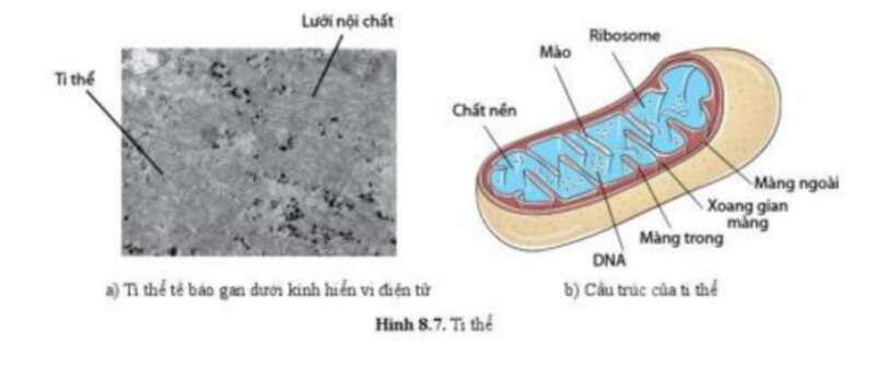 Lý thuyết Sinh học 10 Bài 8 (Cánh diều): Cấu trúc của tế bào nhân thực (ảnh 6)