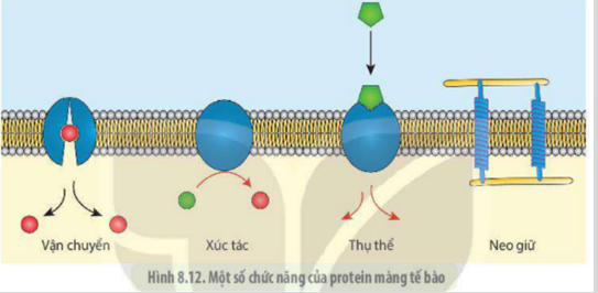 Lý thuyết Sinh học 10 Bài 8 (Cánh diều): Cấu trúc của tế bào nhân thực (ảnh 2)