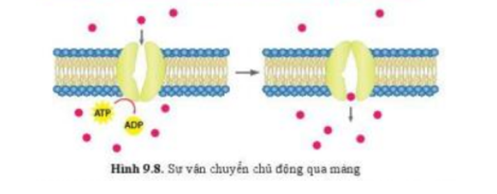 Lý thuyết Sinh học 10 Bài 9 (Cánh diều): Trao đổi chất qua màng sinh chất (ảnh 6)