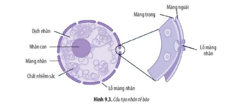 Lý thuyết Sinh học 10 Bài 9 (Chân trời sáng tạo): Tế bào nhân thực (ảnh 3)