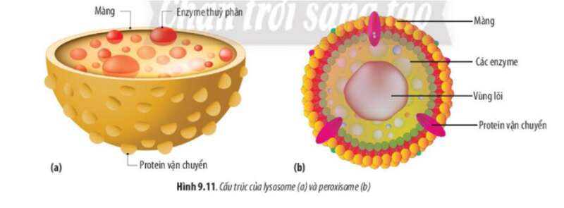 Lý thuyết Sinh học 10 Bài 9 (Chân trời sáng tạo): Tế bào nhân thực (ảnh 10)