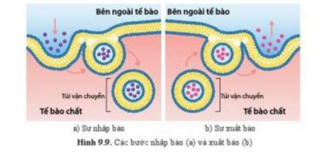 Lý thuyết Sinh học 10 Bài 9 (Cánh diều): Trao đổi chất qua màng sinh chất (ảnh 8)