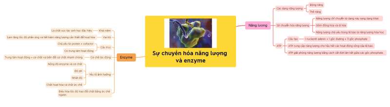 Lý thuyết Sinh học 10 Bài 10 (Cánh diều): Sự chuyển hóa năng lượng và enzyme (ảnh 10)