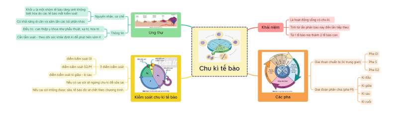Lý thuyết Sinh học 10 Bài 18 (Chân trời sáng tạo): Chu kì tế bào (ảnh 8)
