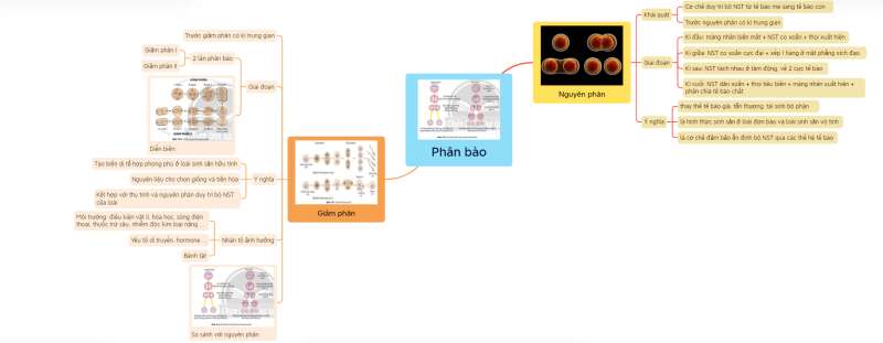 Lý thuyết Sinh học 10 Bài 19 (Chân trời sáng tạo): Quá trình phân bào (ảnh 10)