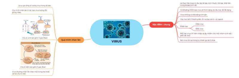 Lý thuyết Sinh học tập 10 Bài 29 (Chân trời sáng sủa tạo): Virus (ảnh 11)
