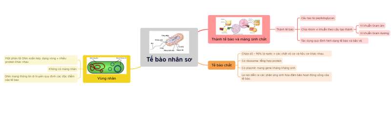 Lý thuyết Sinh học 10 Bài 7 (Kết nối tri thức): Tế bào nhân sơ (ảnh 10)