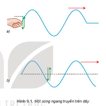 Lý thuyết Sóng ngang. Sóng dọc. Sự truyền năng lượng của sóng cơ (Kết nối tri thức 2023) hay, chi tiết | Vật Lí 11 (ảnh 1)