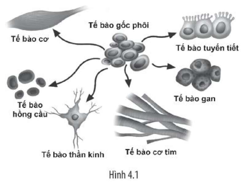 Sách bài tập Sinh học 10 Bài 4 (Chân trời sáng tạo): Khái quát về tế bào (ảnh 4)