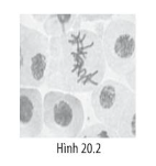 Sách bài tập Sinh học 10 Bài 20 (Chân trời sáng tạo): Thực hành: Quan sát tiêu bản các kì phân bào nguyên phân và giảm phân (ảnh 2)