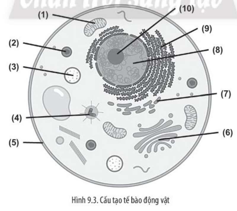Sách bài tập Sinh học 10 Bài 9 (Chân trời sáng tạo): Tế bào nhân thực (ảnh 10)