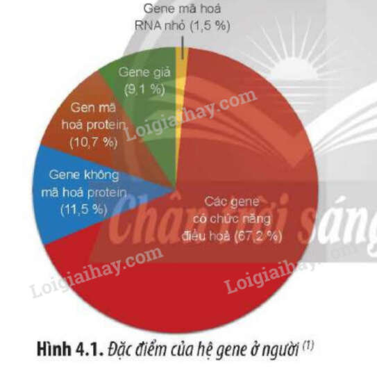 Giải SGK Sinh 12 Bài 11 (Cánh diều): Hệ gene, công nghệ gene và ứng dụng (ảnh 1)