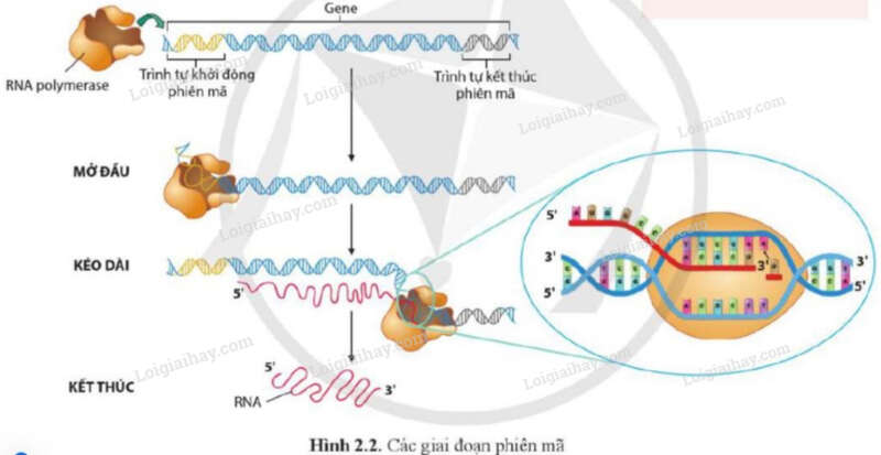 Giải SGK Sinh 12 Bài 2 (Cánh diều): Sự biểu hiện của thông tin di truyền (ảnh 1)