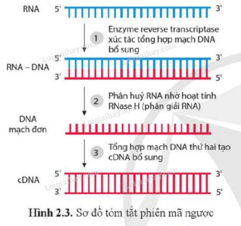 Giải SGK Sinh 12 Bài 2 (Cánh diều): Sự biểu hiện của thông tin di truyền (ảnh 2)