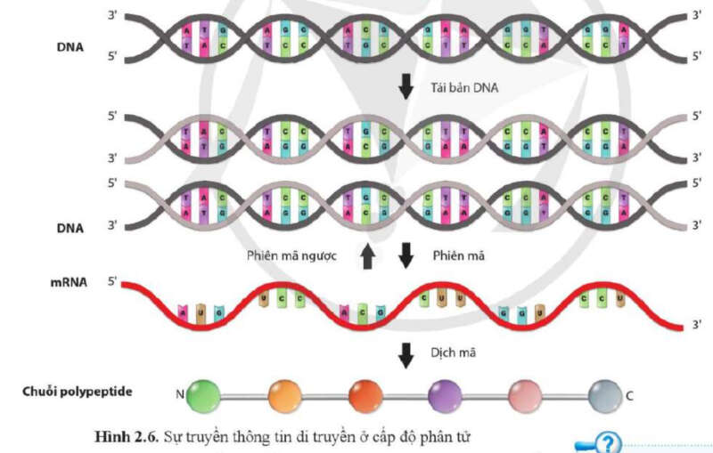 Giải SGK Sinh 12 Bài 2 (Cánh diều): Sự biểu hiện của thông tin di truyền (ảnh 3)