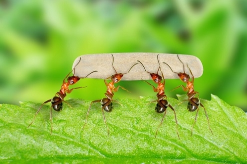 Top 6 bài Tả đàn kiến đang tha mồi về tổ hay nhất (ảnh 1)