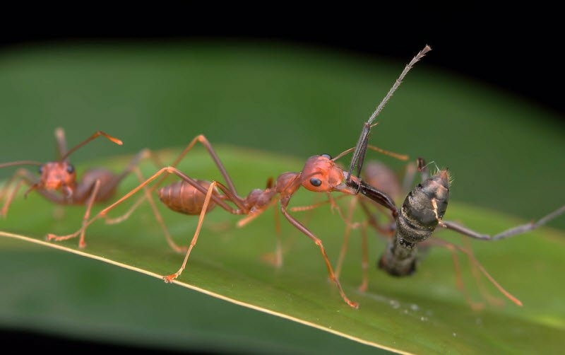 Top 6 bài Tả đàn kiến đang tha mồi về tổ hay nhất (ảnh 4)