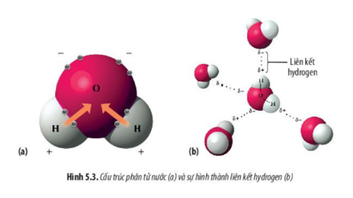 Lý thuyết Sinh học 10 Bài 5 (Chân trời sáng tạo): Các nguyên tố hoá học và nước (ảnh 4)