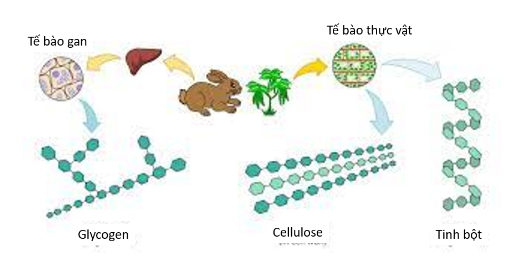 Lý thuyết Sinh học 10 Bài 6 (Chân trời sáng tạo): Các phân tử sinh học trong tế bào (ảnh 7)