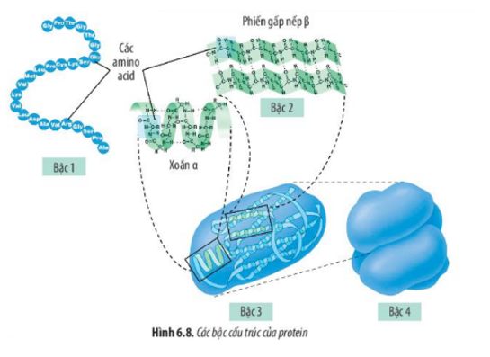 Lý thuyết Sinh học 10 Bài 6 (Chân trời sáng tạo): Các phân tử sinh học trong tế bào (ảnh 13)