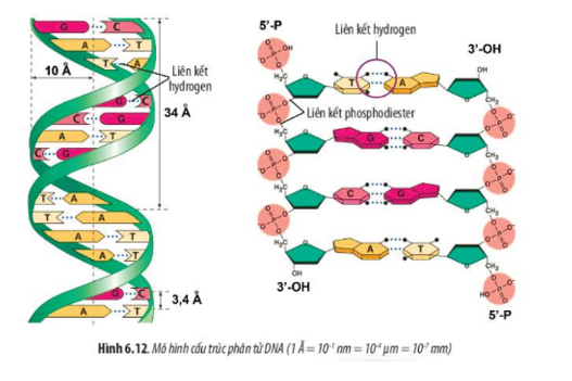 Lý thuyết Sinh học 10 Bài 6 (Chân trời sáng tạo): Các phân tử sinh học trong tế bào (ảnh 17)
