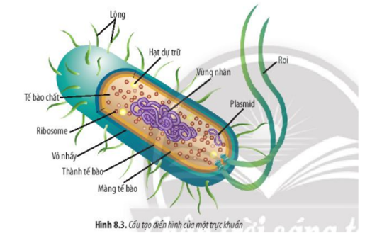 Lý thuyết Sinh học 10 Bài 8 (Chân trời sáng tạo): Tế bào nhân sơ (ảnh 4)