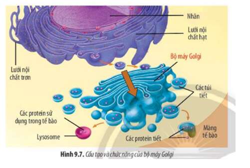 Lý thuyết Sinh học 10 Bài 9 (Chân trời sáng tạo): Tế bào nhân thực (ảnh 6)