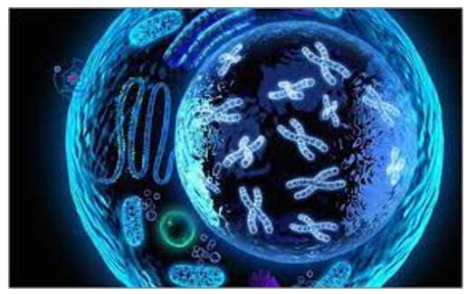 Lý thuyết Sinh học 10 Bài 11 (Chân trời sáng tạo): Vận chuyển các chất qua màng sinh chất (ảnh 2)