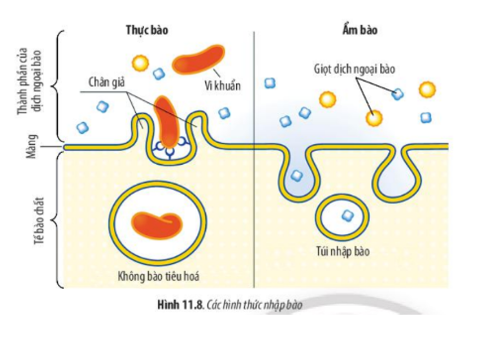 Lý thuyết Sinh học 10 Bài 11 (Chân trời sáng tạo): Vận chuyển các chất qua màng sinh chất (ảnh 10)