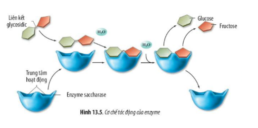 Lý thuyết Sinh học 10 Bài 13 (Chân trời sáng tạo): Chuyển hóa vật chất và năng lượng trong tế bào (ảnh 8)