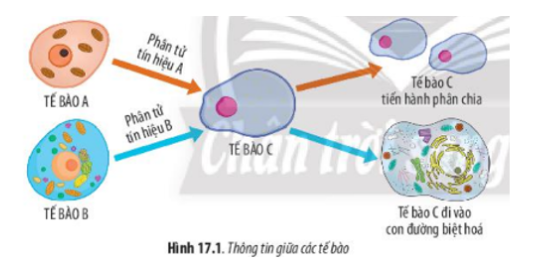 Lý thuyết Sinh học 10 Bài 17 (Chân trời sáng tạo): Thông tin giữa các tế bào (ảnh 1)