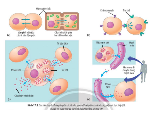 Lý thuyết Sinh học 10 Bài 17 (Chân trời sáng tạo): Thông tin giữa các tế bào (ảnh 2)