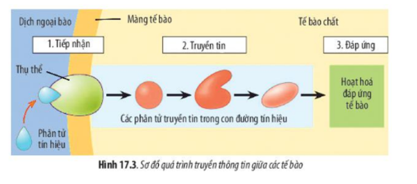 Lý thuyết Sinh học 10 Bài 17 (Chân trời sáng tạo): Thông tin giữa các tế bào (ảnh 3)