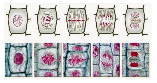 Lý thuyết Sinh học 10 Bài 19 (Chân trời sáng tạo): Quá trình phân bào (ảnh 4)