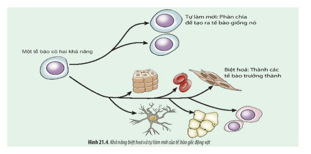Lý thuyết Sinh học 10 Bài 21 (Chân trời sáng tạo): Công nghệ tế bào (ảnh 5)