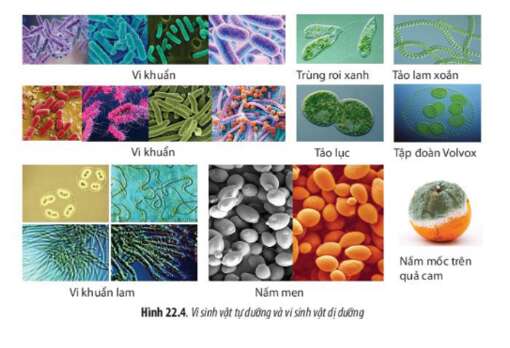Lý thuyết Sinh học 10 Bài 22 (Chân trời sáng tạo): Khái quát về vi sinh vật (ảnh 3)