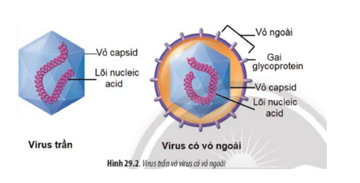 Lý thuyết Sinh học 10 Bài 29 (Chân trời sáng tạo): Virus (ảnh 4)