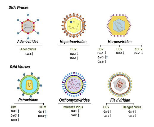 Lý thuyết Sinh học tập 10 Bài 29 (Chân trời sáng sủa tạo): Virus (ảnh 6)