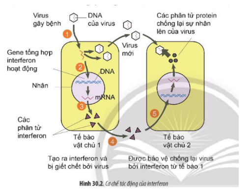 Lý thuyết Sinh học 10 Bài 30 (Chân trời sáng tạo): Ứng dụng của virus trong y học và thực tiễn (ảnh 2)