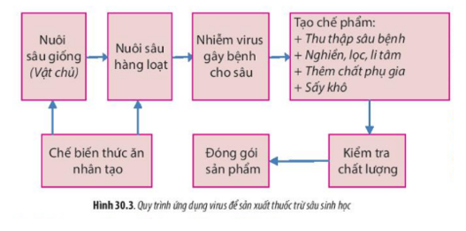 Lý thuyết Sinh học 10 Bài 30 (Chân trời sáng tạo): Ứng dụng của virus trong y học và thực tiễn (ảnh 4)