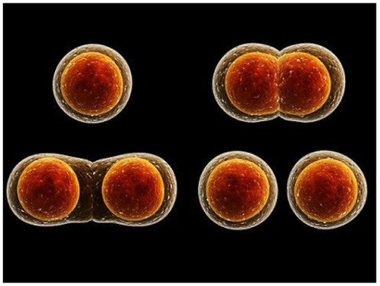Lý thuyết Sinh học 10 Bài 4 (Cánh diều): Giới thiệu chung về tế bào (ảnh 6)