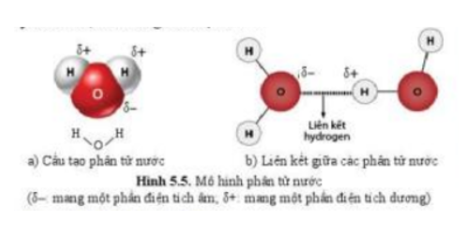 Lý thuyết Sinh học 10 Bài 5 (Cánh diều): Các nguyên tố hóa học và nước (ảnh 3)