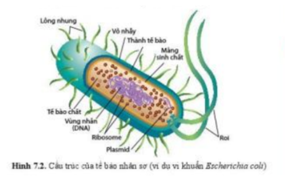 Lý thuyết Sinh học 10 Bài 7 (Cánh diều): Tế bào nhân sơ và tế bào nhân thực (ảnh 1)
